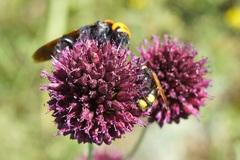 Scolia fuciformis