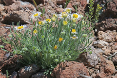 Erigeron concinnus concinnus