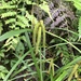 Carex doniana - Photo (c) Cheng-Tao Lin, some rights reserved (CC BY), uploaded by Cheng-Tao Lin