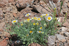 Erigeron concinnus concinnus
