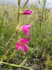 Gladiolus dubius