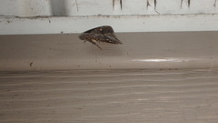 Idia diminuendis