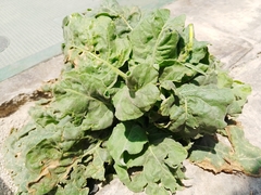 Nicotiana paniculata