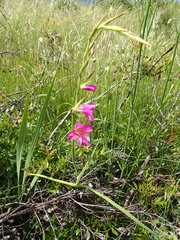 Gladiolus dubius