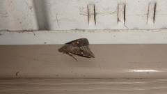 Idia diminuendis