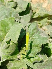 Nicotiana paniculata