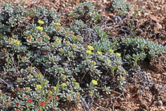 Eriogonum caespitosum
