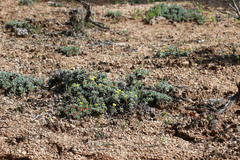 Eriogonum caespitosum