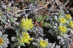 Eriogonum caespitosum