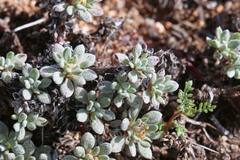 Eriogonum caespitosum