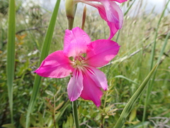 Gladiolus dubius