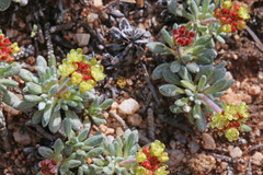Eriogonum caespitosum