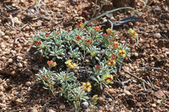 Eriogonum caespitosum