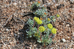 Eriogonum caespitosum