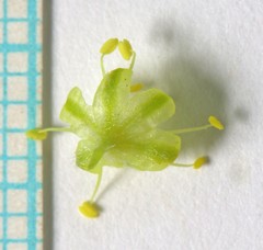 Eriogonum caespitosum