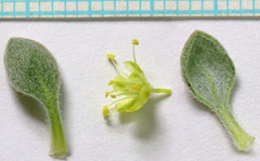 Eriogonum caespitosum