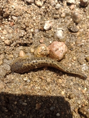 Trichomycterus corduvensis