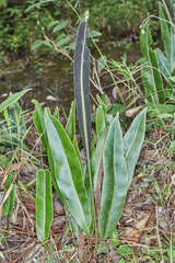 Elaphoglossum latifolium