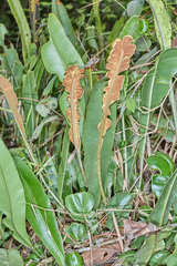 Elaphoglossum latifolium