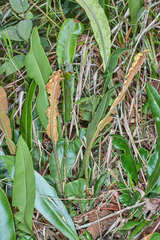 Elaphoglossum latifolium