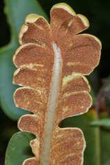 Elaphoglossum latifolium