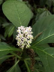Phytolacca japonica