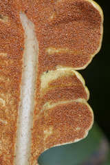 Elaphoglossum latifolium