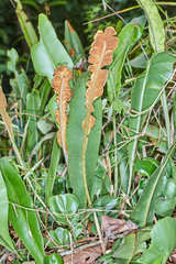 Elaphoglossum latifolium