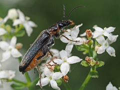 Anogcodes rufiventris