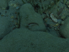 Malacoctenus macropus