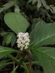 Phytolacca japonica