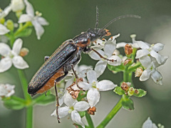 Anogcodes rufiventris