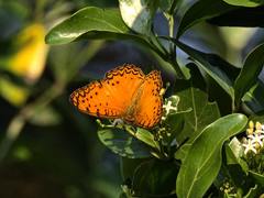 Phalanta eurytis eurytis