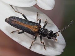 Anogcodes rufiventris