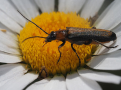 Anogcodes rufiventris