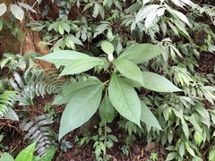Phytolacca japonica