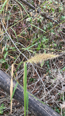 Setaria scheelei