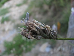 Astragalus captiosus