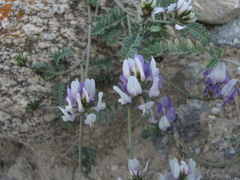 Astragalus captiosus