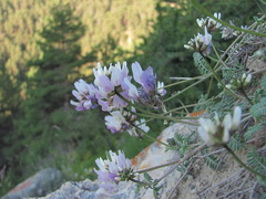 Astragalus captiosus