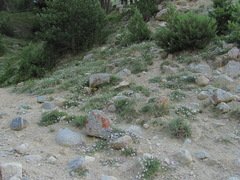 Astragalus captiosus