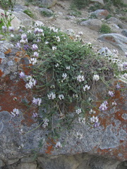 Astragalus captiosus