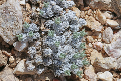 Eriogonum soredium
