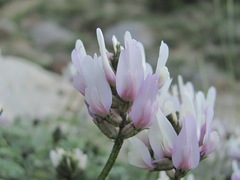Astragalus captiosus