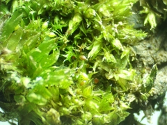 Pseudephemerum nitidum