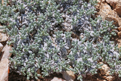 Eriogonum soredium