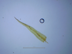 Pseudephemerum nitidum