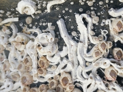 Spirobranchus lamarcki