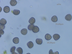 Pseudephemerum nitidum