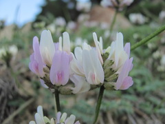 Astragalus captiosus